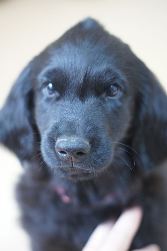 Les Etoiles De Morrigan - Chiot disponible  - Flat Coated Retriever