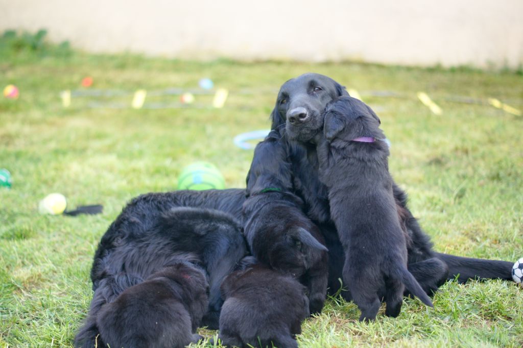 chiot Flat Coated Retriever Les Etoiles De Morrigan