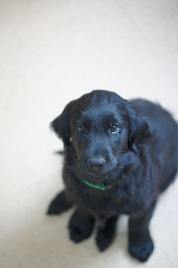 Les Etoiles De Morrigan - Chiot disponible  - Flat Coated Retriever