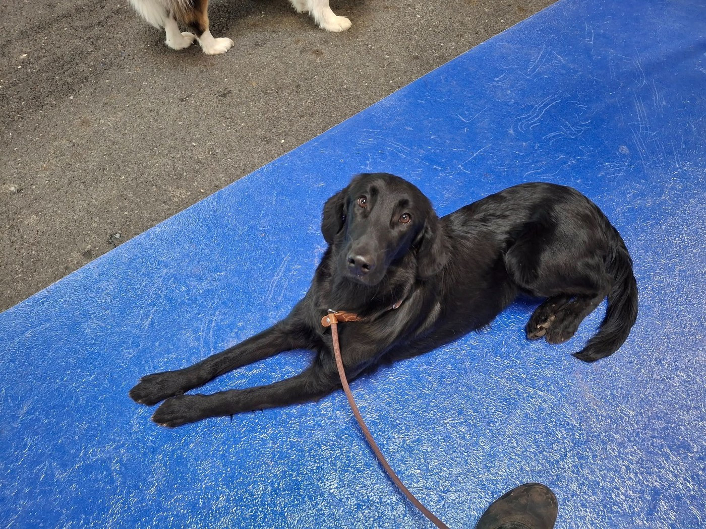 Velvet Les Etoiles De Morrigan