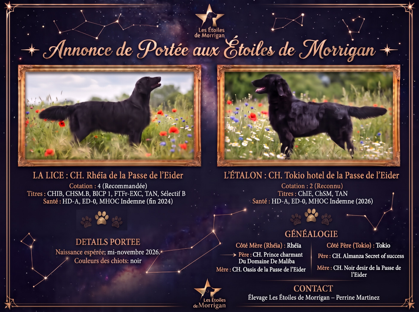 🌟 Nouvelle portée attendue aux Étoiles de Morrigan pour la mi-novembre 2026 !